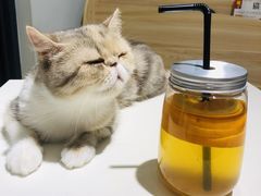 -酷豆宠物咖啡·宠物美食·撸猫馆