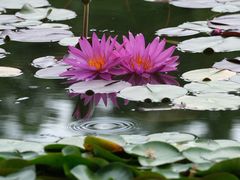 -国家植物园南园