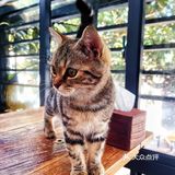 山东菜煎饼配美式