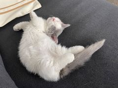 -momokira米努特·德文卷毛猫·棉花面纱犬