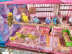 -园圃街雀鸟花园