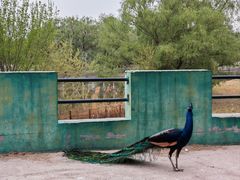 -北京麋鹿生态实验中心