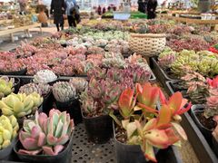 -三圣花乡旅游区