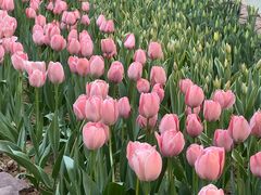 -洛阳郁金香牡丹园