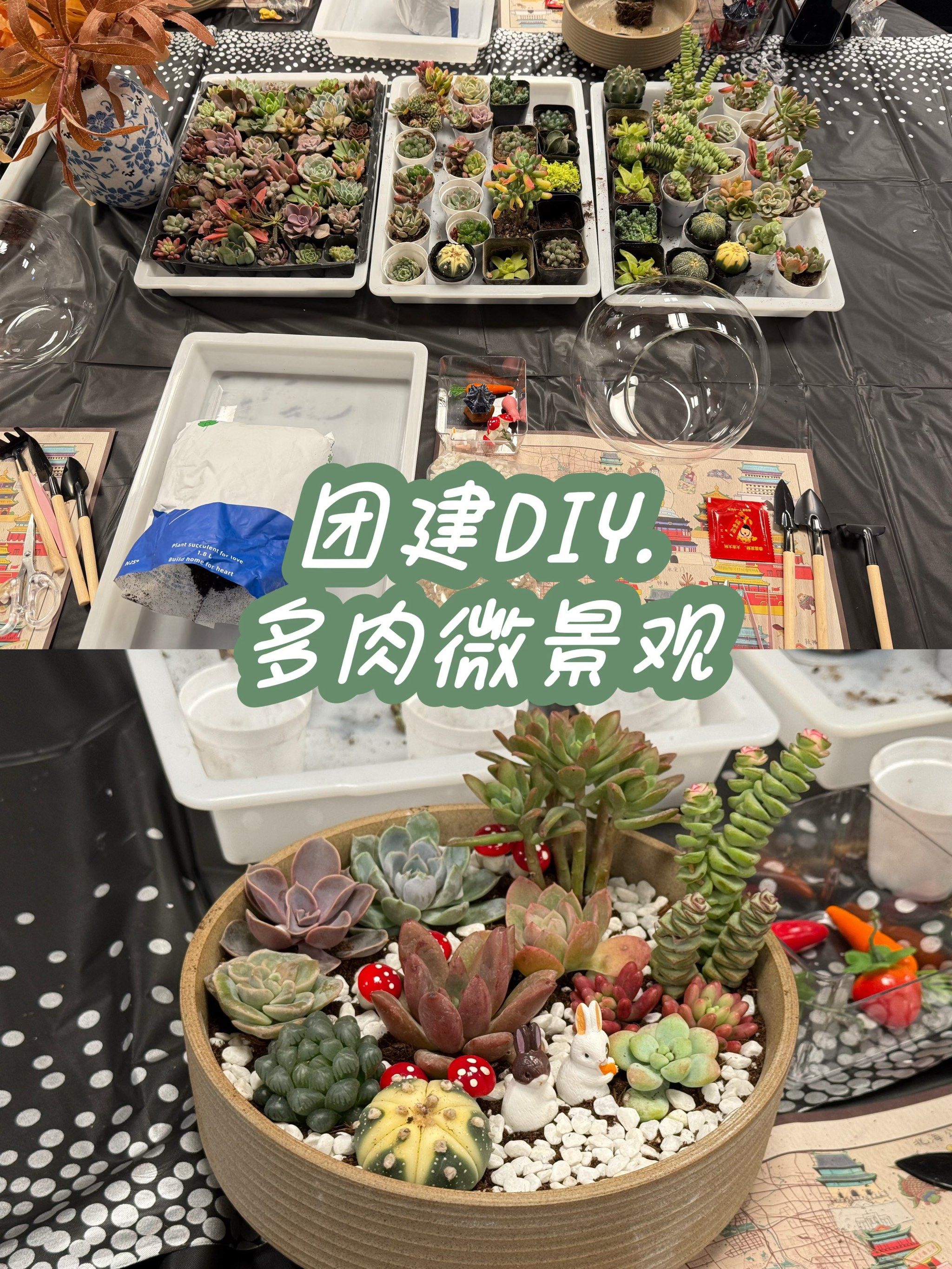 多肉微景观|100家灵感仓库