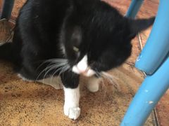 -Sirena海妖日咖夜酒