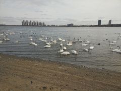 -烟墩角天鹅湖