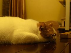 -猫大福·Fortune Cat猫舍(百子湾店)