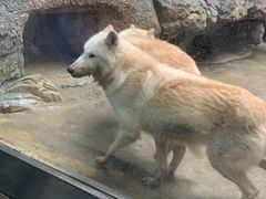 -西安曲江海洋极地公园