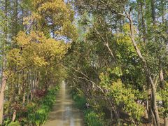 -上海长兴岛郊野公园