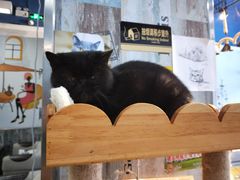-猫咪咖啡·猫咖(万达广场店)