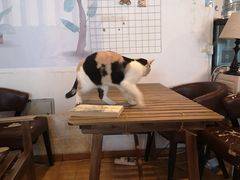 -Cappucimeow猫咪咖啡馆(韦伯时代店)