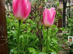 -协和实验幼儿园