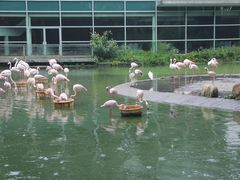 -新加坡飞禽公园