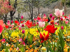 -苏州上方山国家森林公园