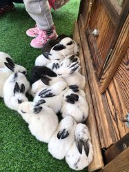 -萌宠亲子动物乐园(槐房万达店)