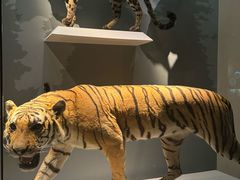 -浙江自然博物院(杭州馆)