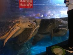 -烟台海昌鲸鲨海洋公园