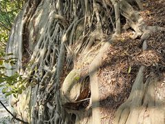 -草庵摩尼教遗址公园