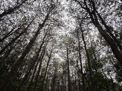 -铁山坪森林公园