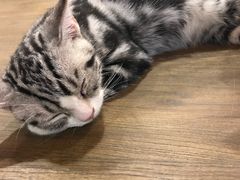-共舞时光猫咖·狗咖(新街口店)