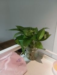 -Dr.林醫生产后修复·配方产康店(南京大厂店)
