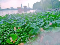 -济南大明湖景区
