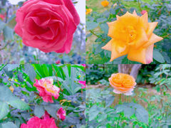-香蜜公园