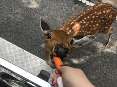 -清迈夜间动物园