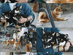 -柴犬高等学院·狗咖·柴犬售卖·宠物训练