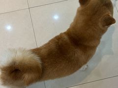 -瑞鹏宠物医院·内科·中兽医·骨科(苗圃店)