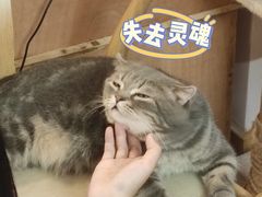 -猫咪派对(江南西店)