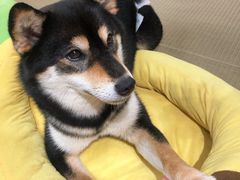 -逗柴咖啡屋·狗咖猫咖宠物桌游