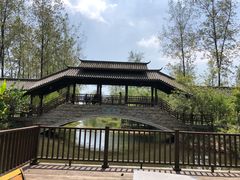 -合肥滨湖国家森林公园