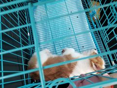 -翊宠yipet猫狗购宠庄园犬舍•猫舍