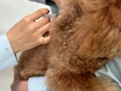 -汪喵宠物医院·骨科心脏影像·犬猫急重症ICU诊疗中心(成华分院)