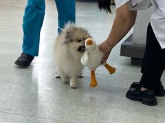 -pd派德宠物中心医院24H急重症·眼科中心·血液透析中心(嵩山北路店)