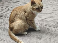 -猪脑壳凉面(南正街店)