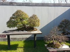 -盆景园(扬州大运河文化旅游度假区)