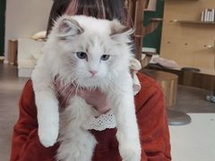 -飞行喵MR PILOT|猫舍·猫咖(静安大融城店)