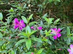 -东莞植物园