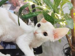 -十年猫舍·猫咪专门店(普陀店)