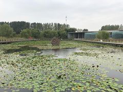 -微山湖红荷湿地景区