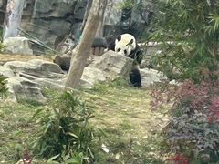 -武汉动物园