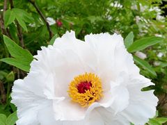 -西安乐游原
