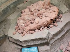 -辽宁古生物博物馆