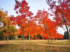 -北京西山国家森林公园