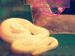 -上海大自然野生昆虫馆(东方明珠·爬宠昆虫探索中心)
