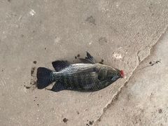 -特种渔场