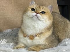 -爱派特动物医院·全科诊疗中心